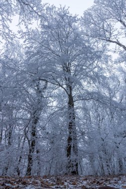 Donmuş ormanda Macaristan bulutlu, soğuk bir günde