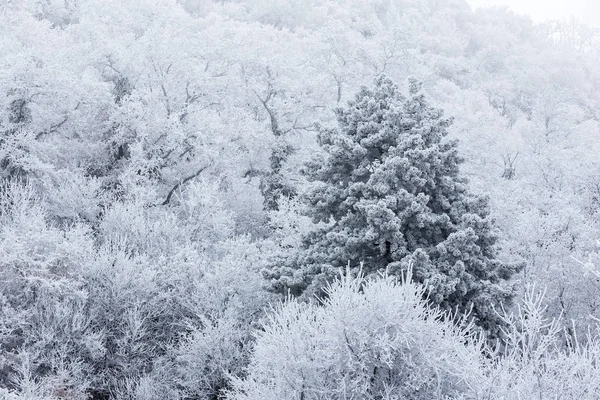 Foresta ghiacciata in una giornata nuvolosa e fredda in Ungheria — Foto Stock