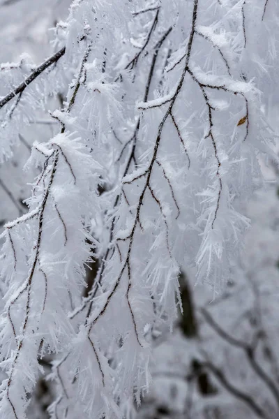 Foresta ghiacciata in una giornata nuvolosa e fredda in Ungheria — Foto Stock