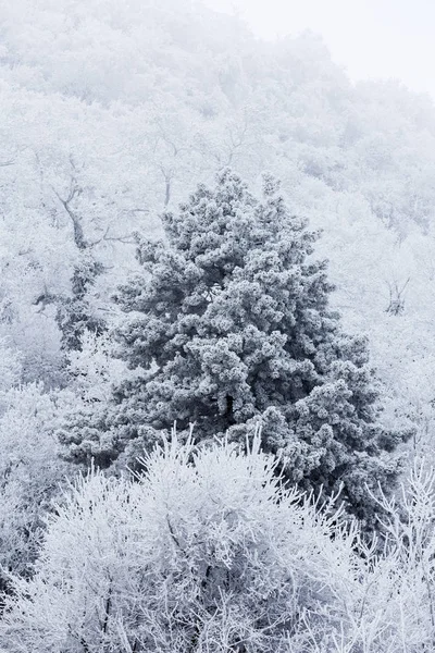 Mražené lesní zataženo, zima den — Stock fotografie