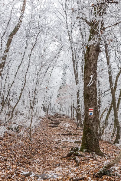 Floresta congelada em um dia nublado e frio — Fotografia de Stock