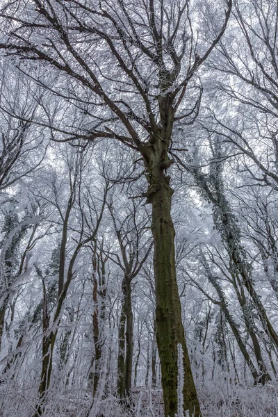 Zamarzniętym lesie na dzień pochmurno, zimno — Zdjęcie stockowe