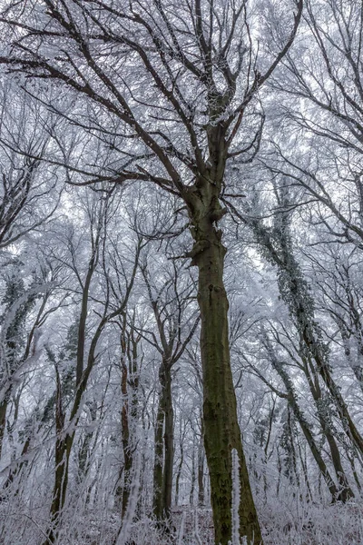 Frozen forest on a cloudy, cold day — Stock Photo, Image