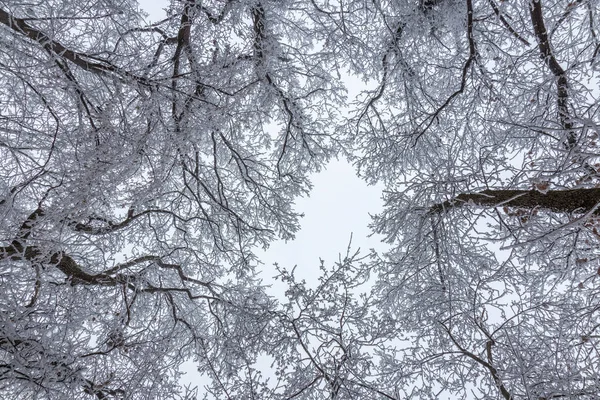 Замерзший лес в облачный холодный день — стоковое фото