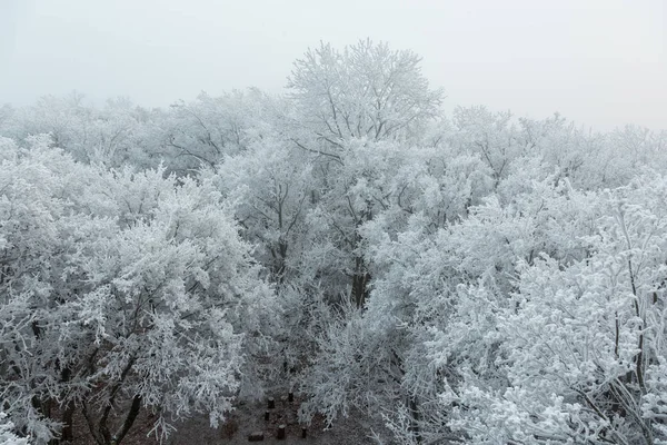Bevroren bos op een dag bewolkt, koud — Stockfoto