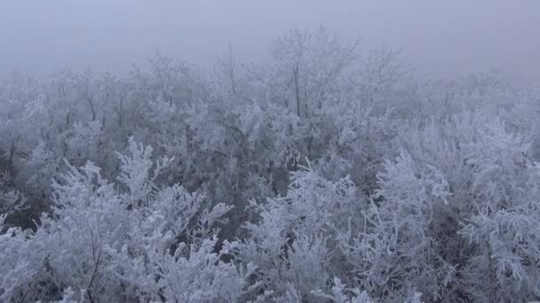 Dia muito frio na floresta na Hungria — Vídeo de Stock