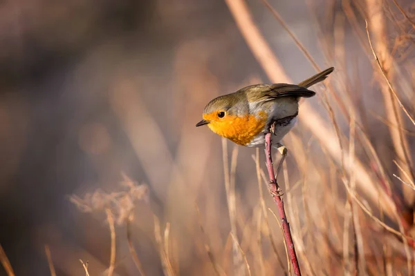 Abile uccello pettirosso sul ramo — Foto Stock