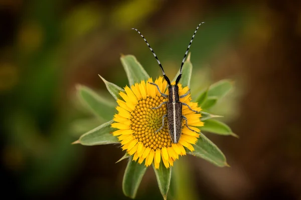 平底长角牛甲虫 (agapanthia cardui) — 图库照片