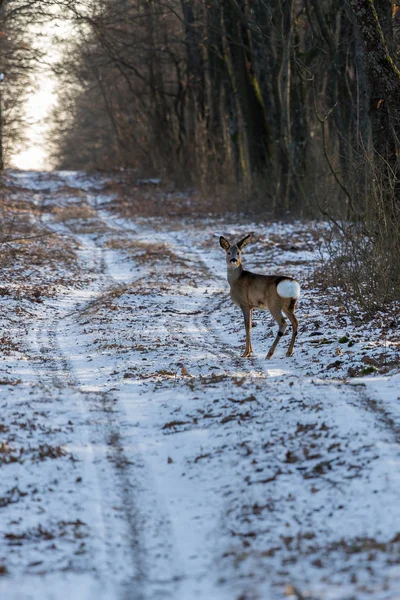 Oznámení jikry na lesní cestě v zimě — Stock fotografie