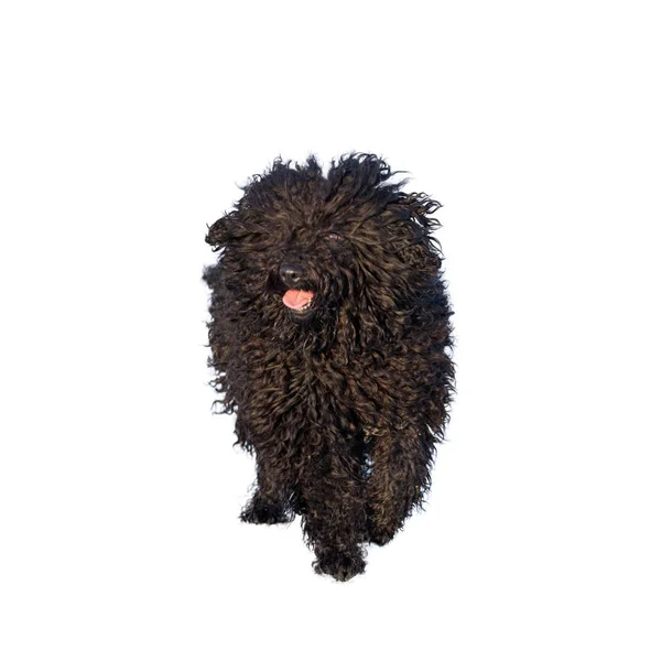 Adorable hungarian dog breed, puli — Stock Photo, Image