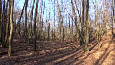 Güzel sonbahar Gürgen ve meşe ormanı 