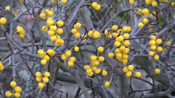 Loranthus berris amarillo (Loranthus europaeus ) — Vídeo de stock