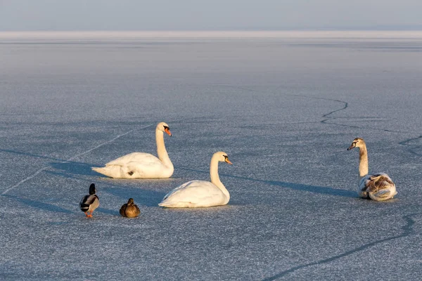 Puesta de sol de invierno sobre el lago Balaton de Hungría con cisnes mudos — Foto de Stock