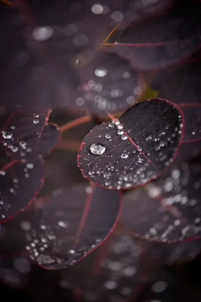 Purple leafs with water drops — Stock Photo, Image