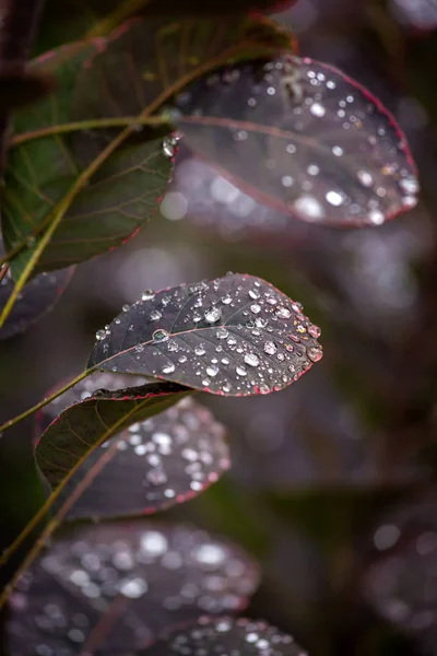 Purple leafs with water drops — Stock Photo, Image