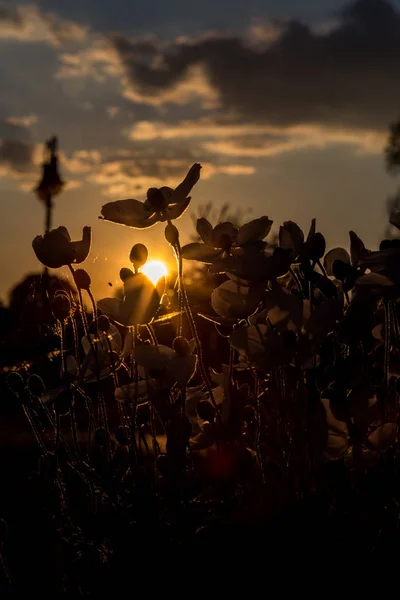 Flores en el amanecer soleado contraluz con sol — Foto de Stock