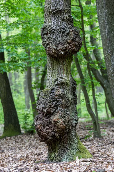Старый дуб ствол весной — стоковое фото