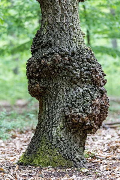 Old oak tree trunk in spring — Stock Photo, Image