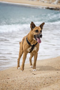 Kahverengi köpek suya yakın 