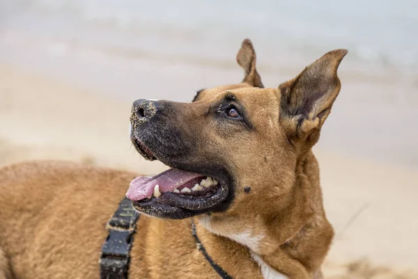 Brązowy pies z bliska — Zdjęcie stockowe