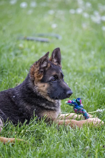 Unga tyska shepherd porträtt — Stockfoto