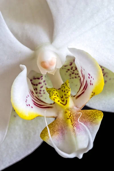 Detalle orquídea blanca sobre fondo negro — Foto de Stock