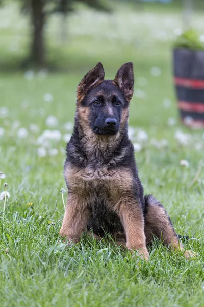 Unga tyska shepherd porträtt — Stockfoto