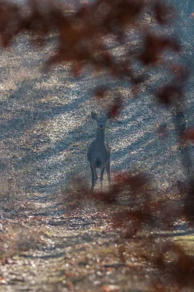 Kvinnliga kronhjort porträtt på skogen — Stockfoto