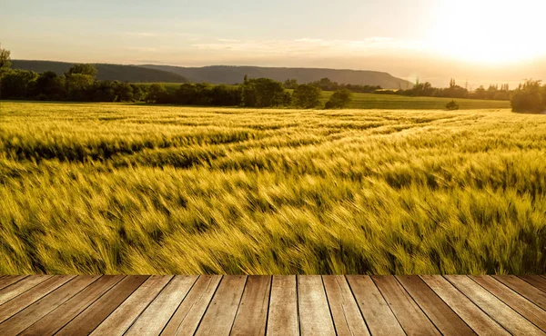 Зернове поле в сонячний, вітряний день — стокове фото