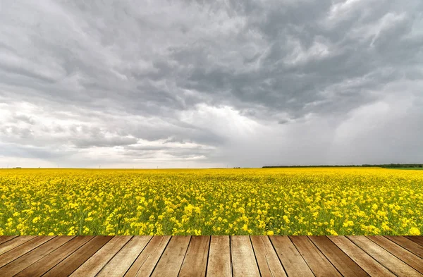 Campo de violación amarillo — Foto de Stock