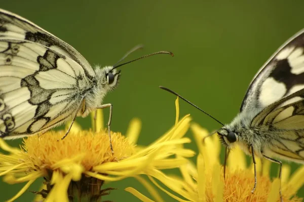 Бабочки Мраморные Белые (Melanargia galathea) на цветке — стоковое фото