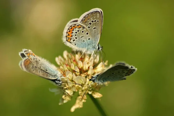 Primo piano di una bellissima farfalla (Common Blue, Polyommatus icarus ) — Foto Stock