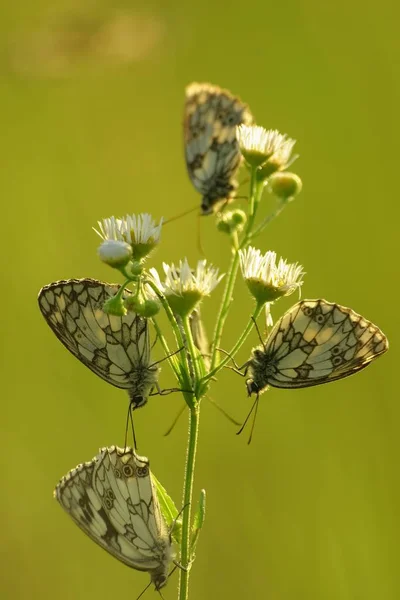Mariposas de mármol blanco (Melanargia galathea) en la flor —  Fotos de Stock