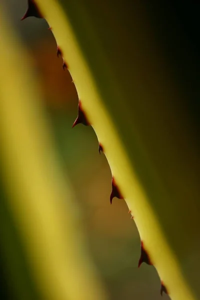 アロエベラの植物はとげと自分自身を保護します。 — ストック写真