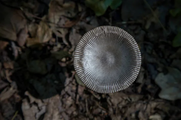 Pequeno cogumelo na floresta fotografando de cima — Fotografia de Stock