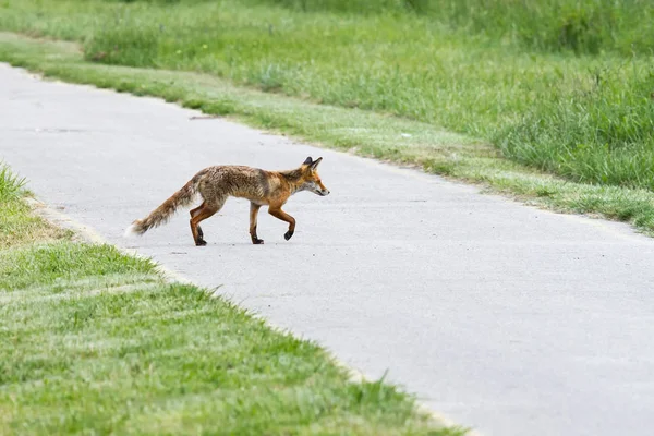 Matka chudego red fox na wiosnę — Zdjęcie stockowe