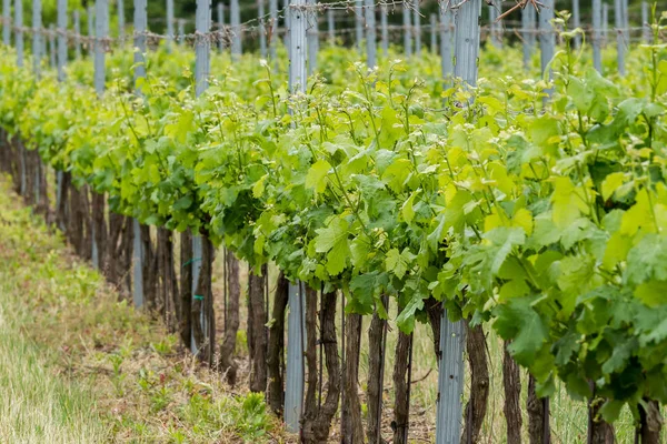 Крупним планом виноград навесні — стокове фото