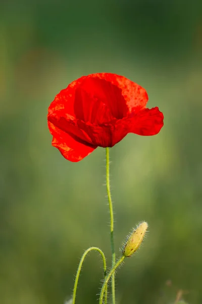 Close up of poppy flower — Stock Photo, Image