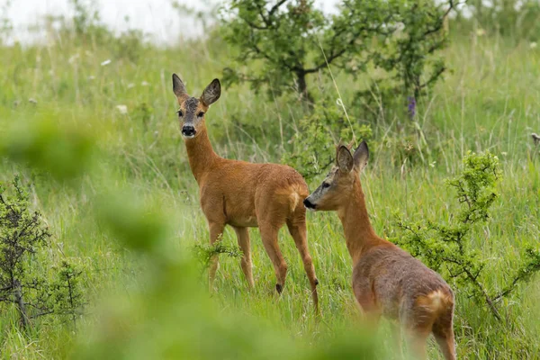 Junge Rehe haben etwas beobachtet — Stockfoto