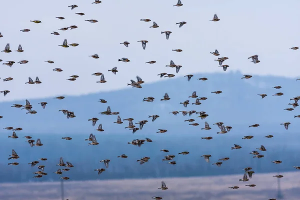 Grup de goldfinch care zboară iarna — Fotografie, imagine de stoc