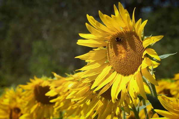 Slunečnicové pole v létě — Stock fotografie