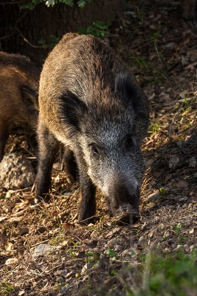 Villsvin spiser eikenøtter under eikene – stockfoto