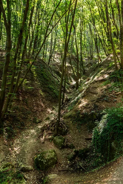 Piękny las bukowy w spring — Zdjęcie stockowe