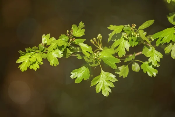 Avvicinamento delle foglie comuni di biancospino — Foto Stock