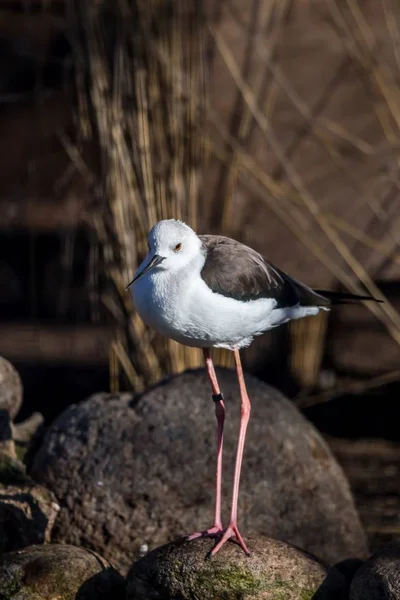 Pássaro-de-asa-preta (Himantopus himantopus ) — Fotografia de Stock