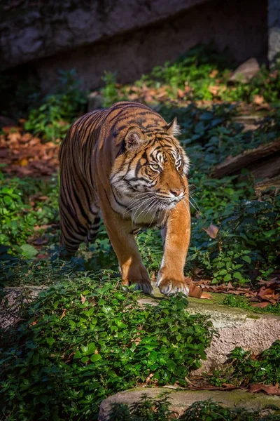 Азиатский тигр в зоопарке Барселоны, Испания — стоковое фото