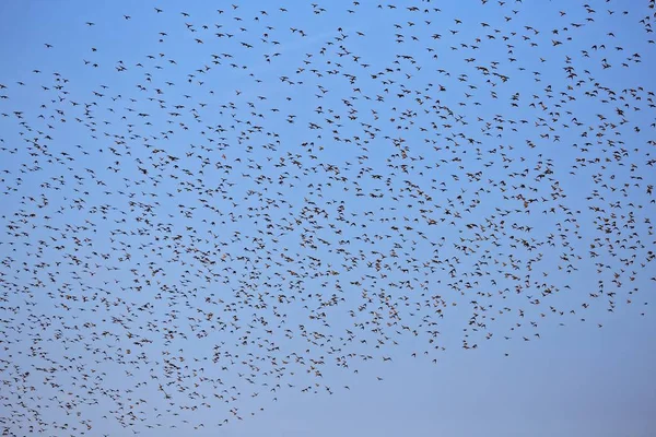 Grup de starlings mănâncă foarte mult struguri — Fotografie, imagine de stoc