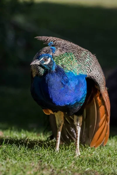 Beautiful colorful peacock — Stok fotoğraf