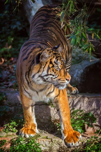 Asian tiger in Barcelona Zoo, Spain — Stock Photo, Image