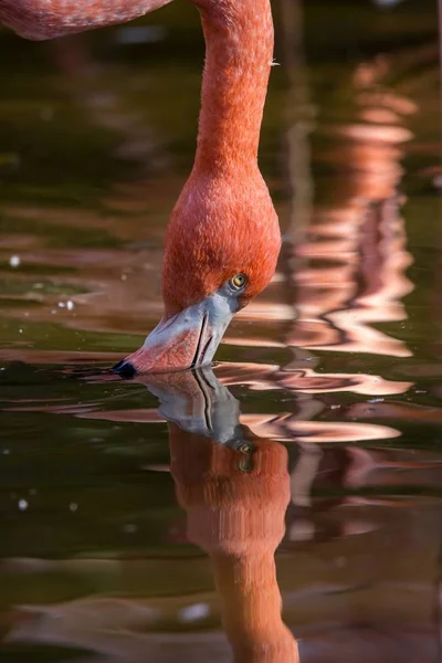 Hübscher Flamingo aus nächster Nähe — Stockfoto